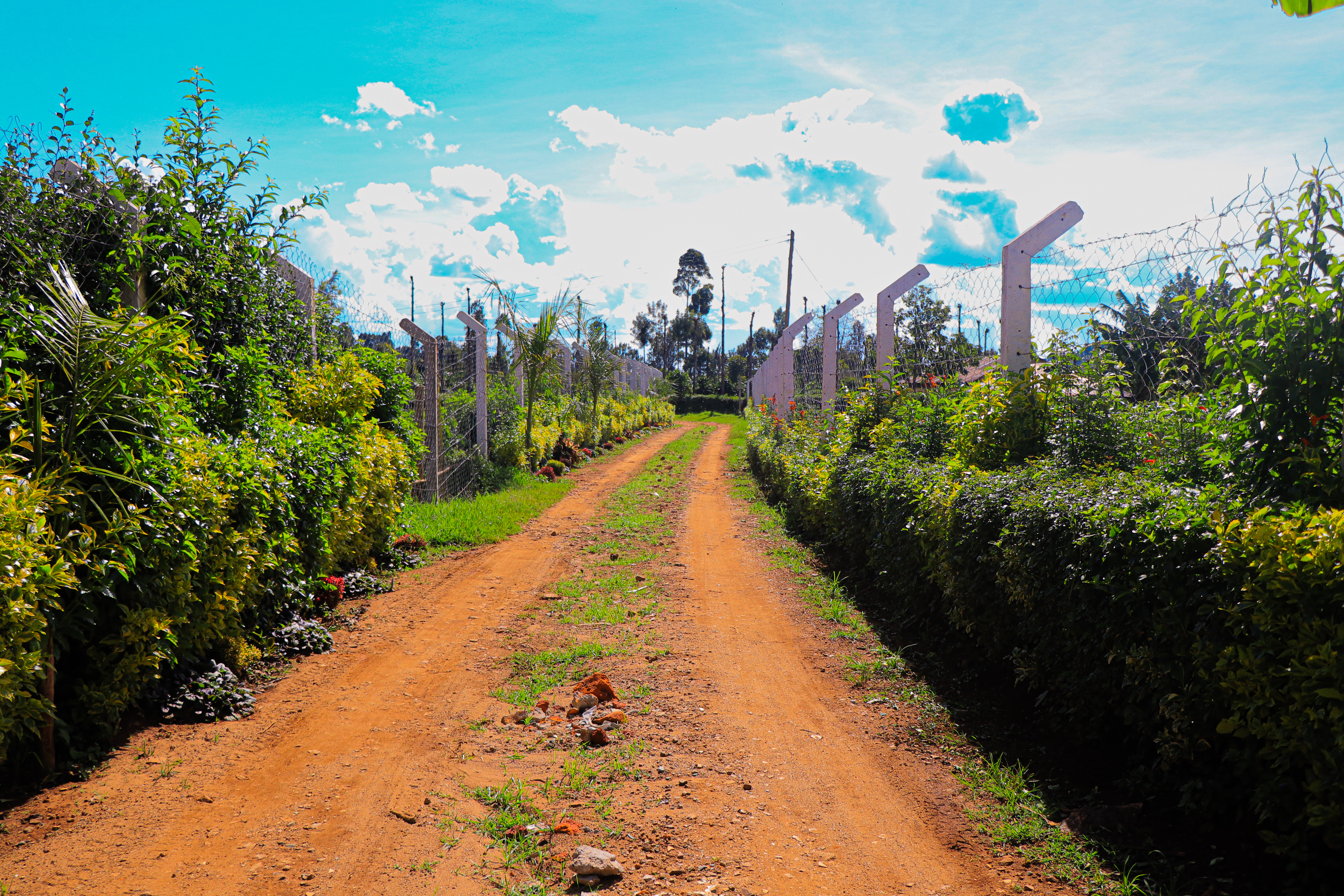 Garden Path